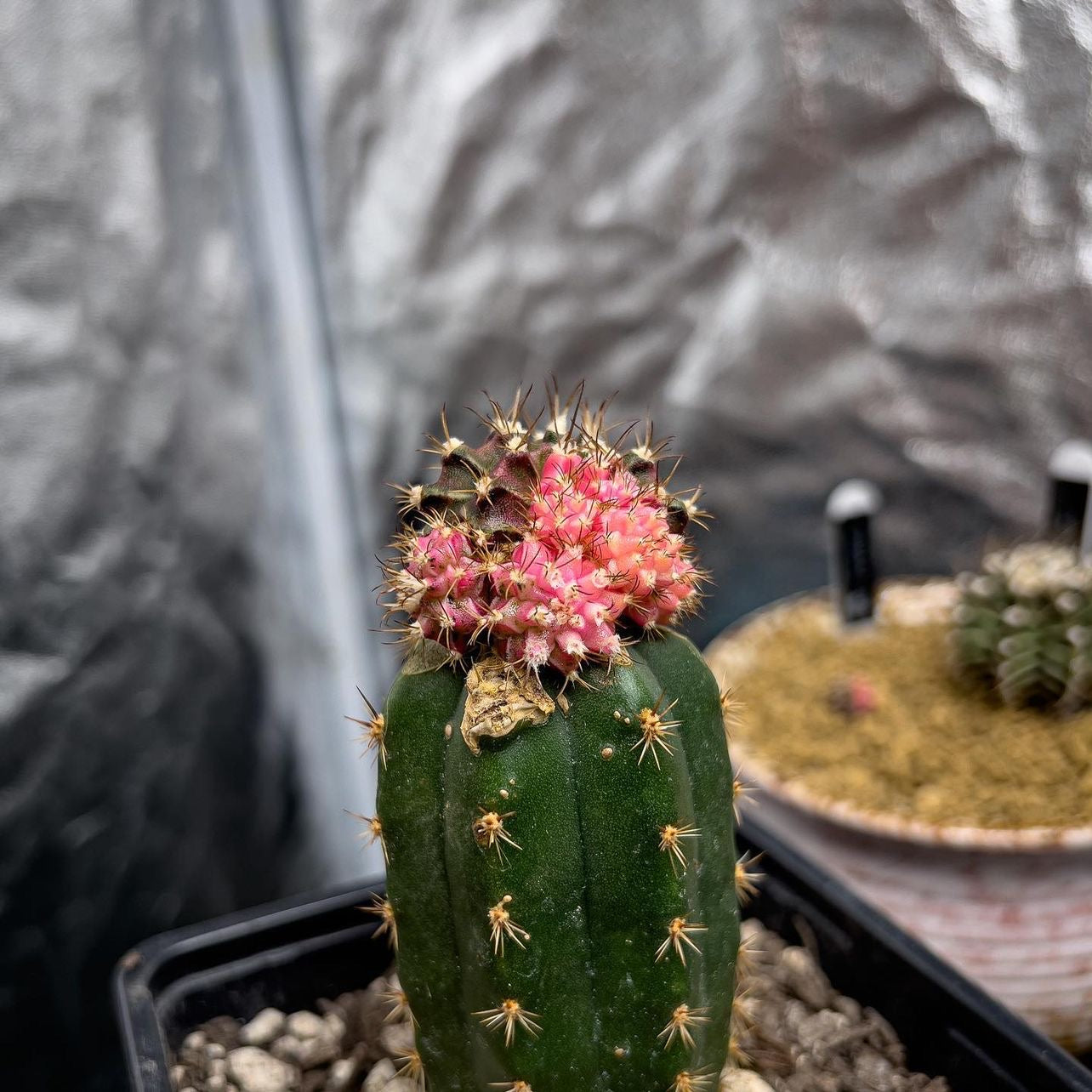 Gymnocalycium mihanovichii var. friedrichii PINK – SEMP